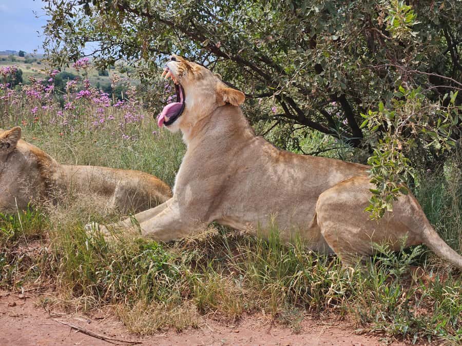 Private Safari. Cradle Humankind Caves or Maropeng Museum - Key highlights at a glance