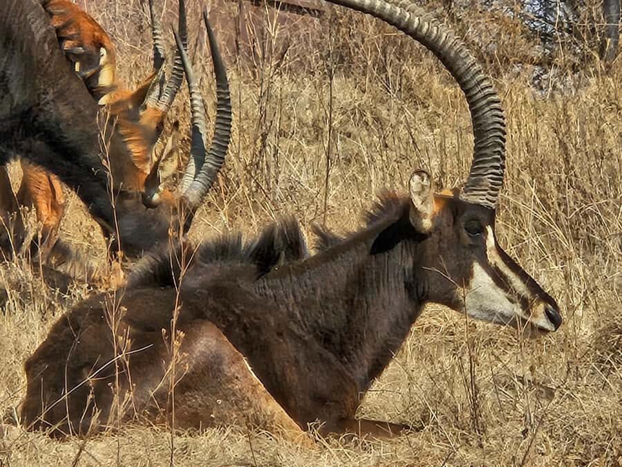 Private Safari. Cradle Humankind Caves or Maropeng Museum - FAQ
