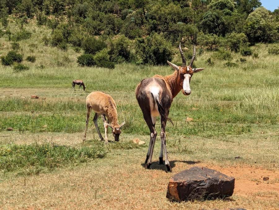 Private Safari. Cradle Humankind Caves or Maropeng Museum - Private safari first: how the Safari and Lion Park day feels