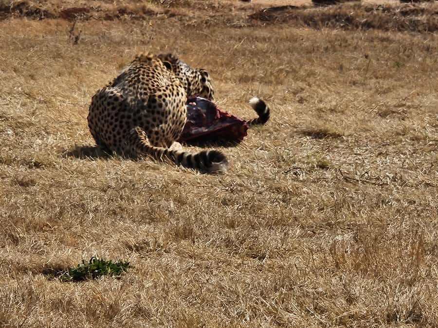 Private Safari. Cradle Humankind Caves or Maropeng Museum - Moving from animals to fossils: Maropeng Museum in the Cradle of Humankind