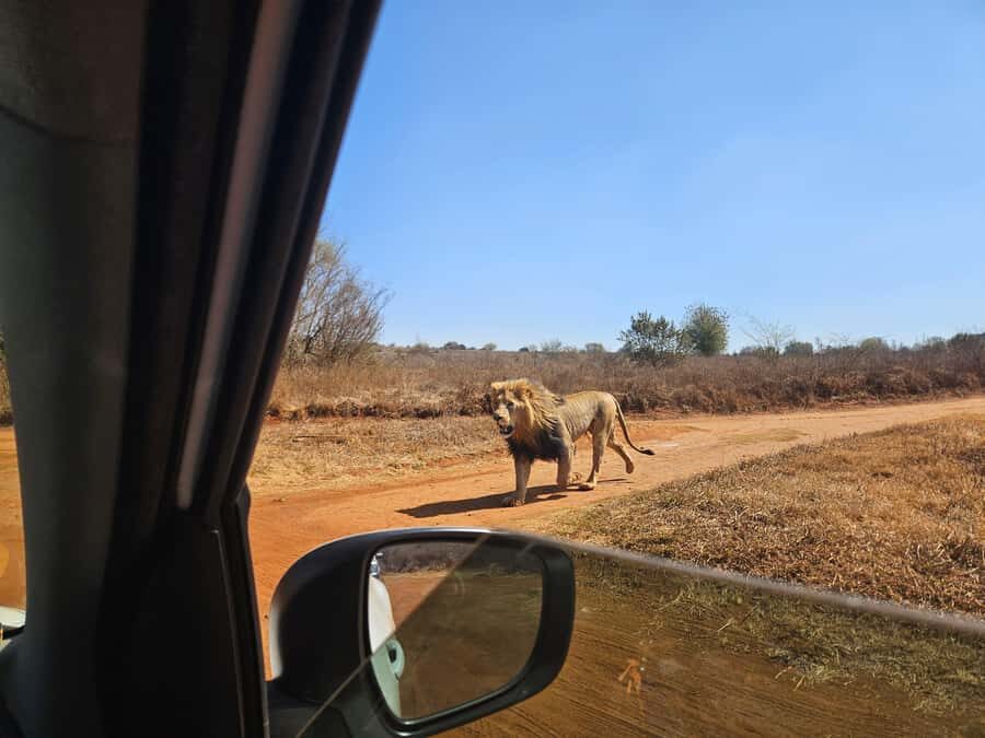 Private Safari. Cradle Humankind Caves or Maropeng Museum - Timing and route: how the 6 hours are paced
