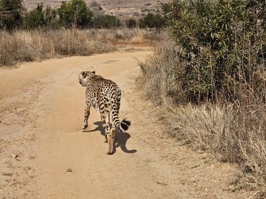 Private Safari. Cradle Humankind Caves or Maropeng Museum - What’s included, what you pay extra, and why it still makes sense