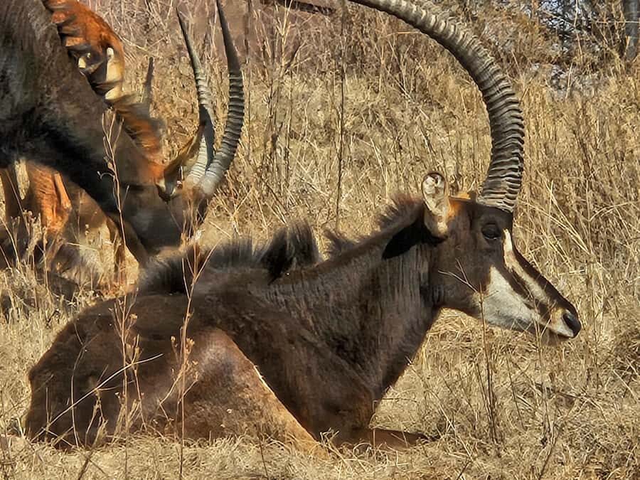 Private Safari. Cradle Humankind Caves or Maropeng Museum - What you’ll actually get from a private day like this