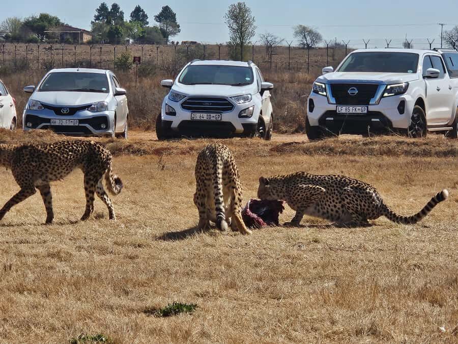 Private Safari. Cradle Humankind Caves or Maropeng Museum - Who should book this (and who might prefer something else)