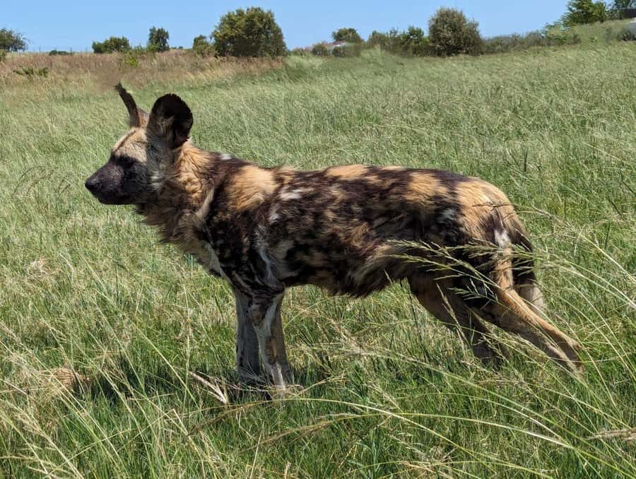 Private Safari. Cradle Humankind Caves or Maropeng Museum - Shane’s bush perspective: spotting lions, wild dogs, and cheetahs