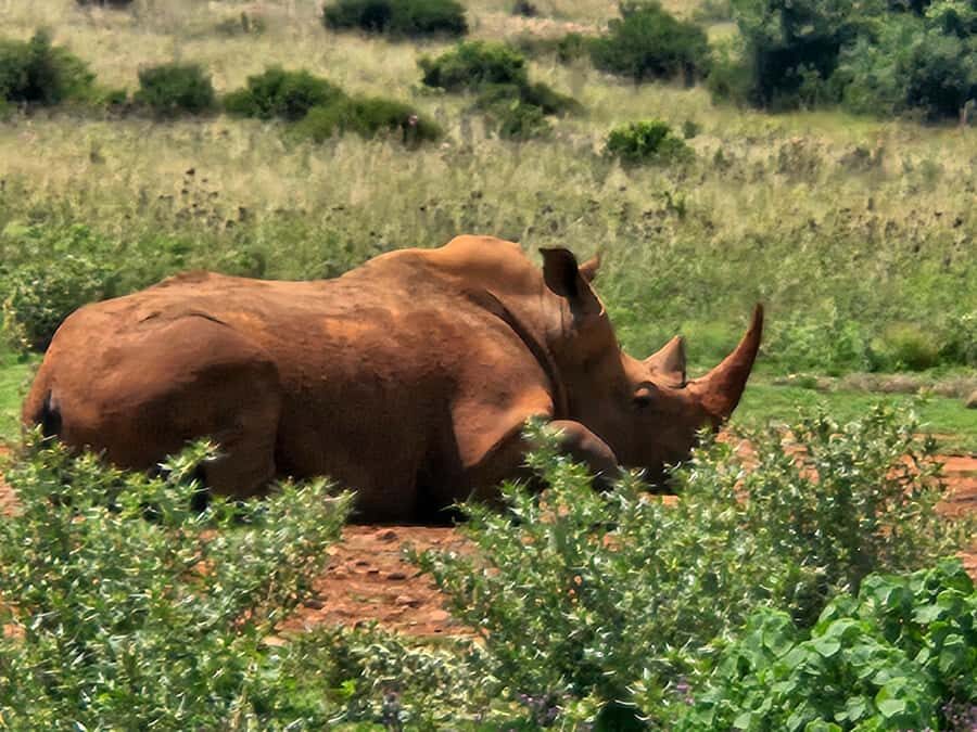 Private Safari Tour: Pilansberg National Park Big 5 - Key things that make this tour worth your time