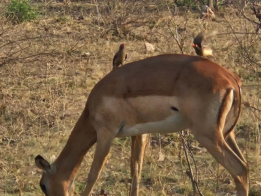 Private Safari Tour: Pilansberg National Park Big 5 - Best for Who: Couples, Small Groups, and Safari Learners
