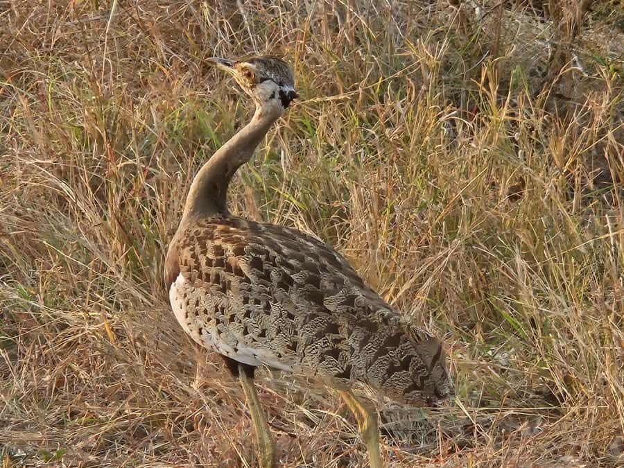 Private Safari Tour: Pilansberg National Park Big 5 - Why Pilanesberg Works for a Big 5 Day Trip