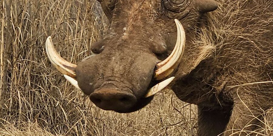 Private Safari Tour: Pilansberg National Park Big 5 - Big 5 Chances: What “Possible” Really Means