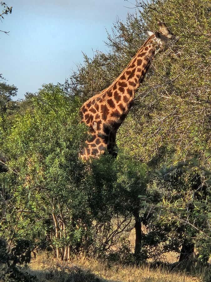 Private Safari Tour: Pilansberg National Park Big 5 - The Guide Matters: Shane’s Spotting Skills and Calm Energy