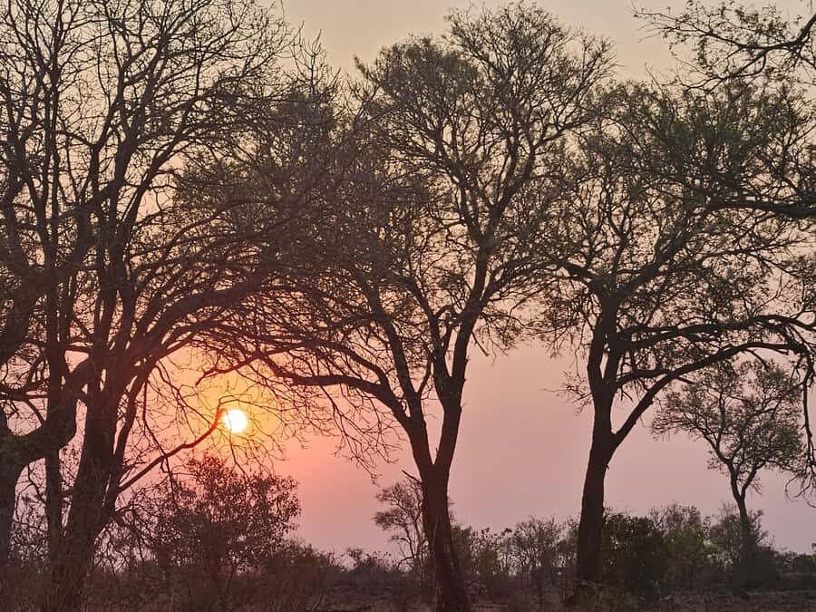 Private Safari Tour: Pilansberg National Park Big 5 - Lunch at the Reserve and How to Use It
