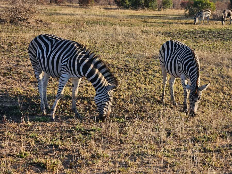 Private Safari Tour: Pilansberg National Park Big 5 - What to Bring (and What Actually Helps in the Bush)