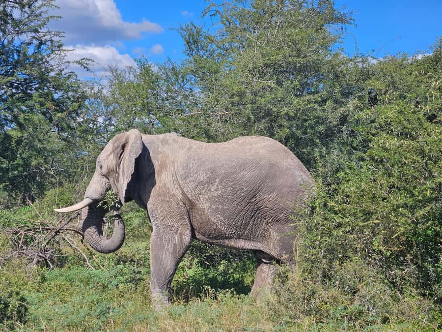 Private Safari Tour: Pilansberg National Park Big 5 - 6am Pickup to 6 Hours in the Bush: Your Actual Timing