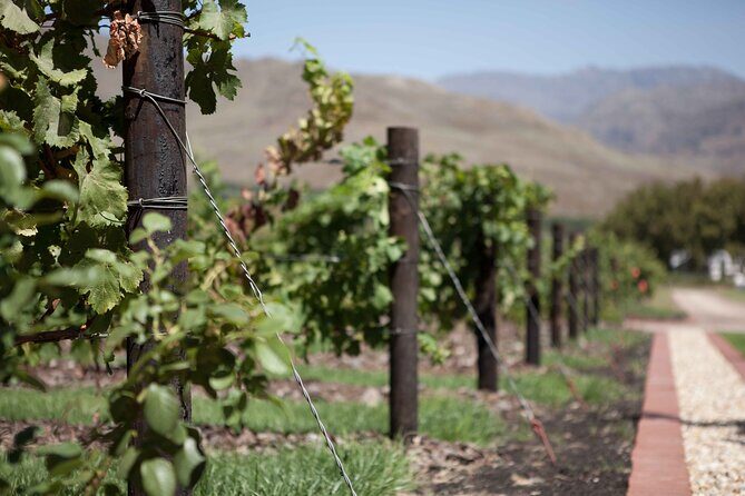 Private Stellenbosch, Franschhoek and Paarl Wine Tour - Glenelly Bistro lunch in Stellenbosch: the reset that keeps the day enjoyable