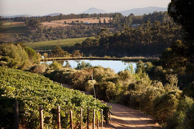 Private Stellenbosch, Franschhoek and Paarl Wine Tour - L’Avenir cheese and wine pairing: why it’s a strong finale