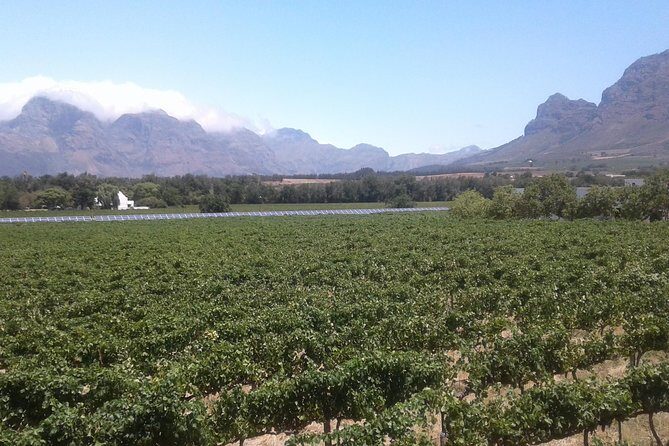 Private Stellenbosch, Franschhoek Paarl Wine Tour from Cape Town - University of Stellenbosch and Stellenbosch town drive: seeing more than vineyards