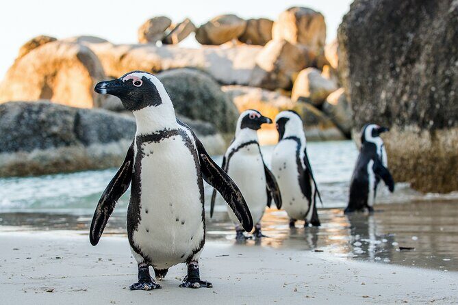 Private Table Mountain Penguins & Cape Point Tour from Cape Town - Seal Island Boat Cruise Option: A Wildlife Moment with a Time Trade-Off