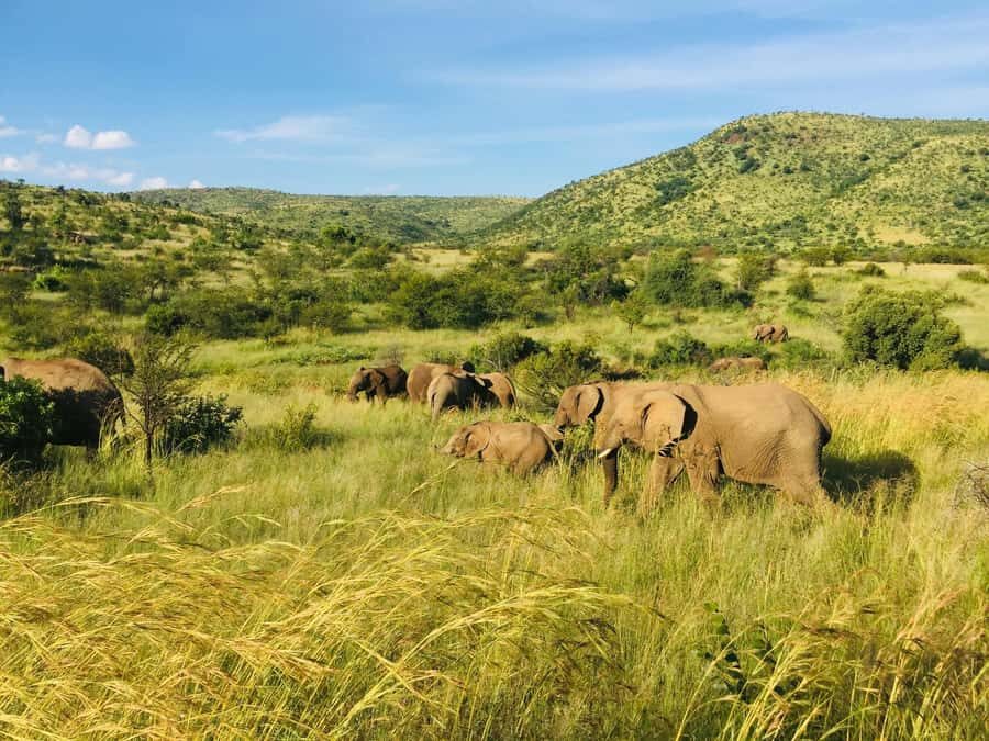 Private Tour: Big 5 Safari, Experience the wild animals - Lodge lunch and leisure time: the part that prevents a rough day