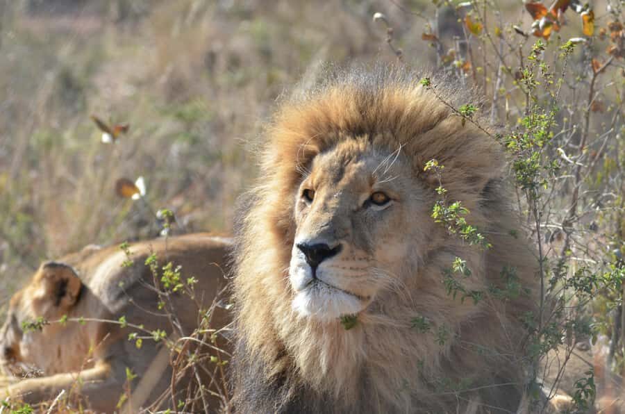 Private Tour: Big 5 Safari, Experience the wild animals - Timing, transfers, and the Huguenot Tunnel return