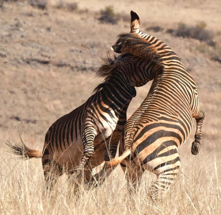 Private Tour: Big 5 Safari, Experience the wild animals - The open-vehicle game drive: what you’re paying for