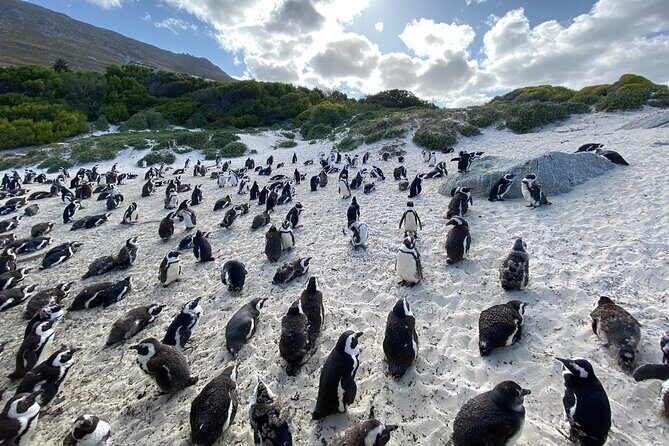 Private Tour: Cape of Good Hope, Cape point and Boulders Beach - Chapman’s Peak Drive: where you slow down to see the ocean