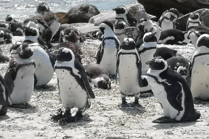 Private Tour: Cape of Good Hope Cape Point Penguins Kirstenbosch - Kirstenbosch Botanical Garden: The Calm Reset Between Coastline Stops