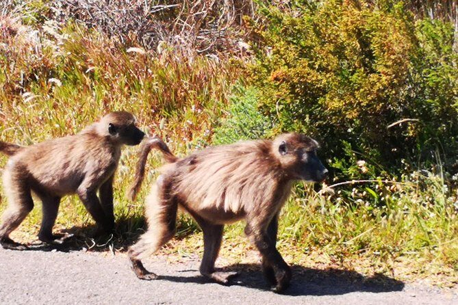 Private Tour: Cape of Good Hope Cape Point Penguins Kirstenbosch - Scenic En-Route Stops: Constantia, Muizenberg, Camp’s Bay