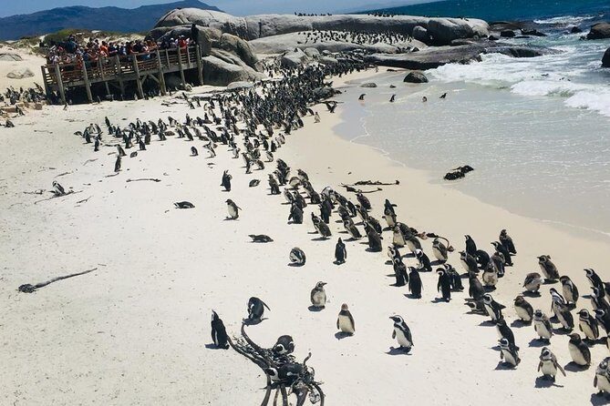 Private Tour Cape of Good Hope & Penguins Sightseeing Full day - The value of a private Cape Town coastline day