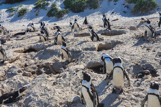 Private Tour Cape of Good Hope & Penguins Sightseeing Full day - Simon’s Town and Boulders Beach: where the penguin time matters