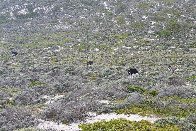 Private Tour Cape of Good Hope & Penguins Sightseeing Full day - Camps Bay and Maiden’s Cove: the view stop that feels like a postcard
