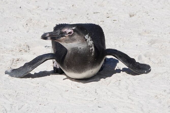 Private Tour Cape of Good Hope with Penguins - Cape Point and the Lighthouse Area: Views Plus Baboon Energy