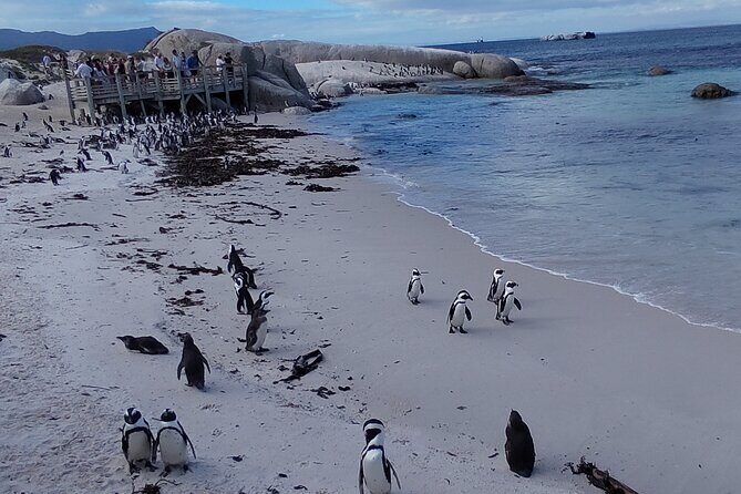 Private Tour : Cape of Good Hope,Penguin Colony& Muizenberg Beach - Cape Point Nature Reserve and the Flying Dutchman Funicular