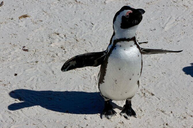 Private Tour : Cape of Good Hope,Penguin Colony& Muizenberg Beach - Boulders Beach Penguins: The Highlight, So Time It Right