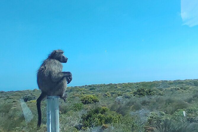 Private Tour : Cape of Good Hope,Penguin Colony& Muizenberg Beach - Hout Bay Harbour and Chapman’s Peak Drive: The Coastal High Points