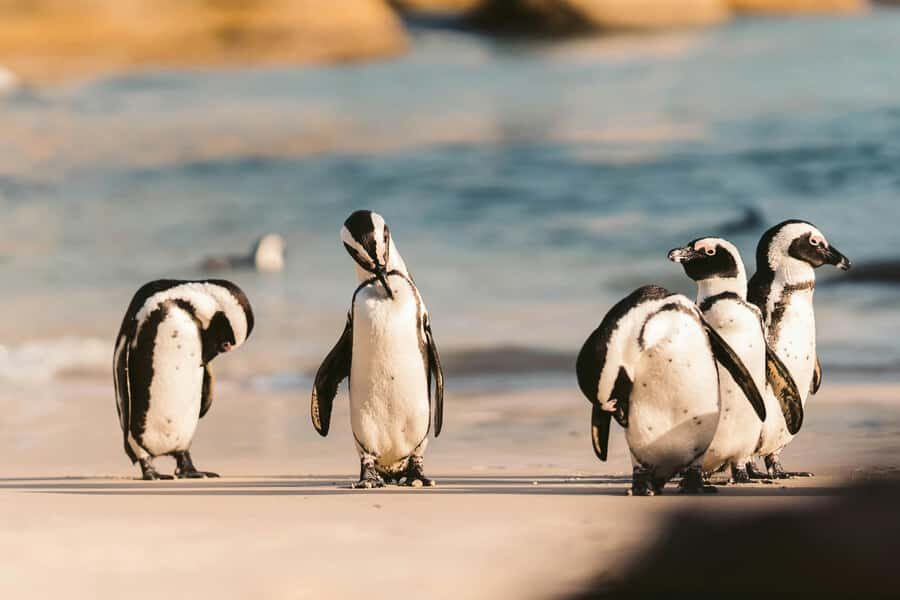 Private Tour: Cape Point, Penguins, Chapmans Peak & more... - Chapman’s Peak Drive: why this road matters more than it sounds