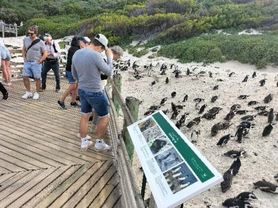 Private Tour: Cape Point, Penguins, Chapmans Peak & more... - Noordhoek Farm Village: a break that keeps the day comfortable