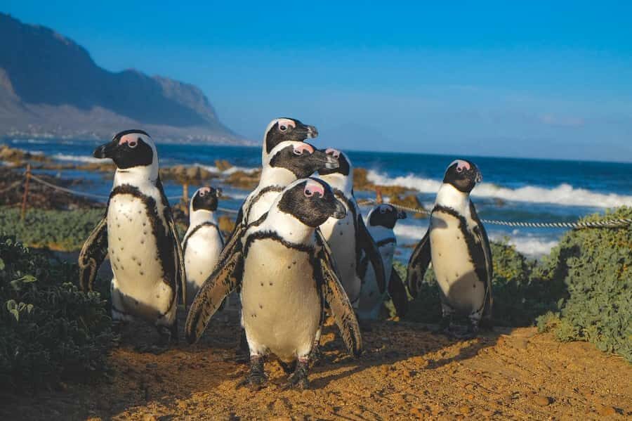 Private Tour: Cape Town to Cape Agulhas where 2 Oceans Meet - Clarence Drive and the coastal warm-up from Gordon’s Bay