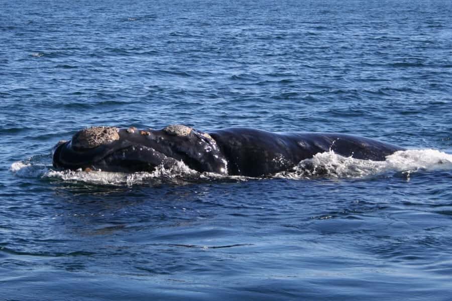 Private Tour: Hermanus- Boat Based Whale Watching Experience - Key Points You’ll Care About