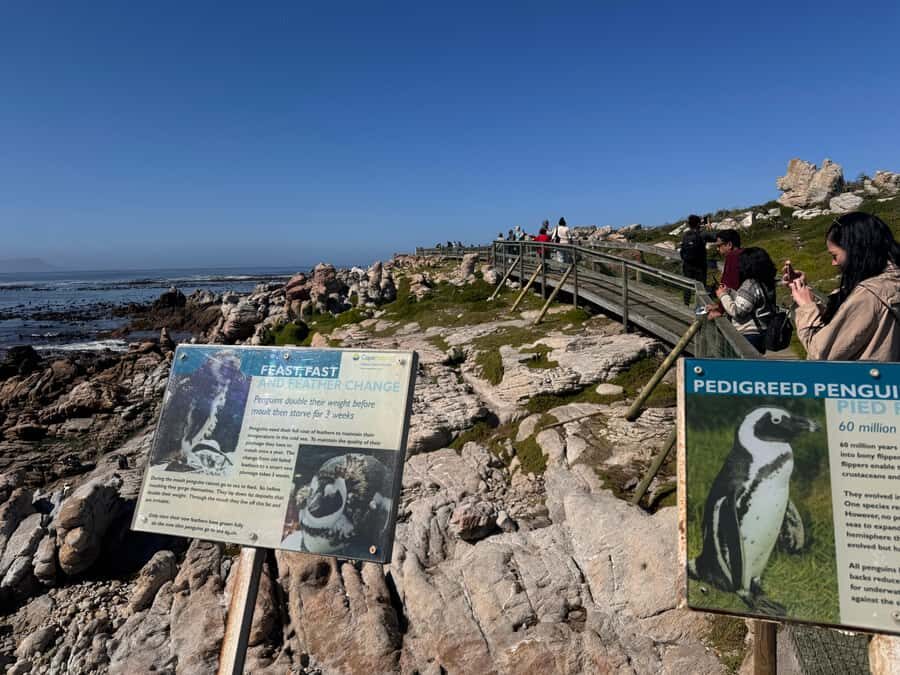 Private Tour: Hermanus- Boat Based Whale Watching Experience - Price and Value: What $370 Gets You in a Real-Day Format