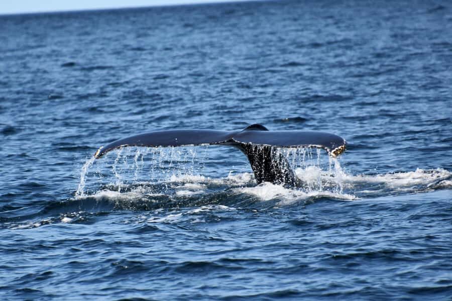 Private Tour: Hermanus- Boat Based Whale Watching Experience - Betty’s Bay Stony Point Penguin Colony: A Close-Up Start