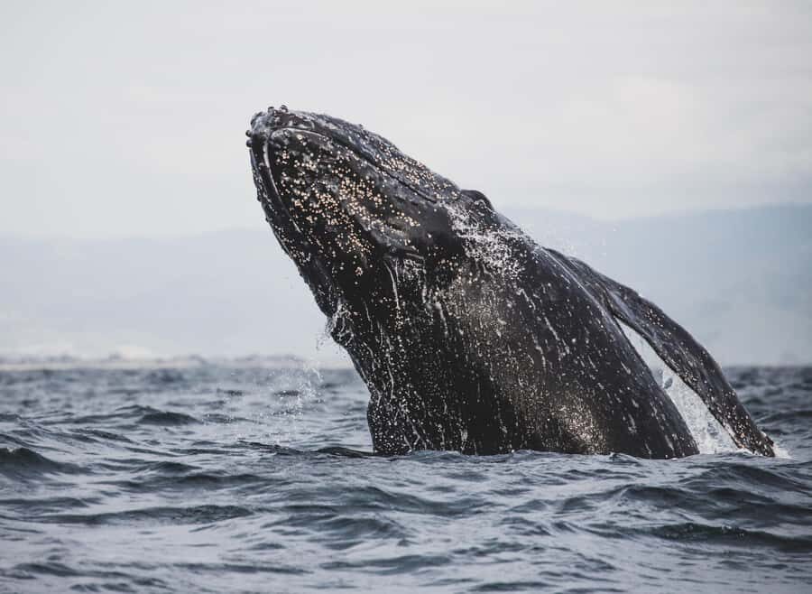 Private Tour: Hermanus- Boat Based Whale Watching Experience - Clarence Drive and Gordon’s Bay: The Coastal Context