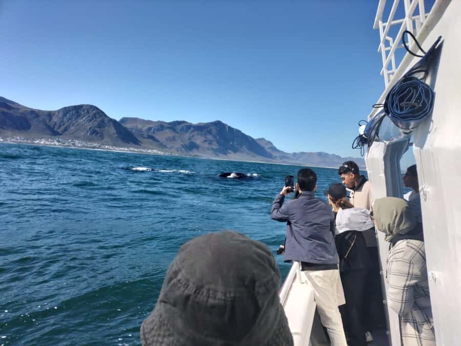 Private Tour: Hermanus- Boat Based Whale Watching Experience - The 9-Hour Route From Cape Town: Pickup Options and Timing