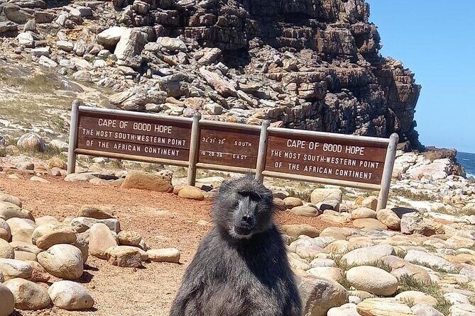 Private Tour: Penguins, Cape Point and Cape of Good Hope - Key things to know before you go