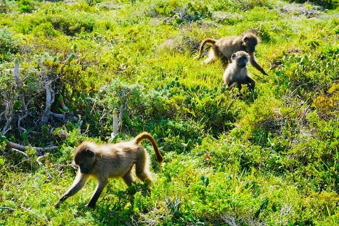 Private Tour: Penguins, Cape Point and Cape of Good Hope - Chapman’s Peak Drive Viewpoint Stop That’s Short but Worth It