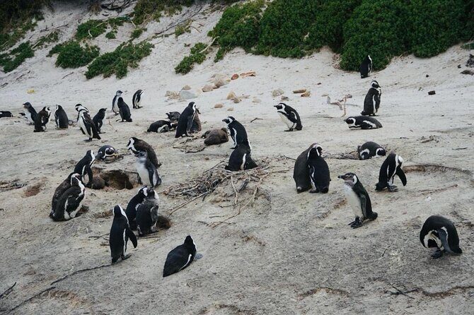 Private Tour: Penguins, Cape Point and Cape of Good Hope - Price and What You’re Really Paying For