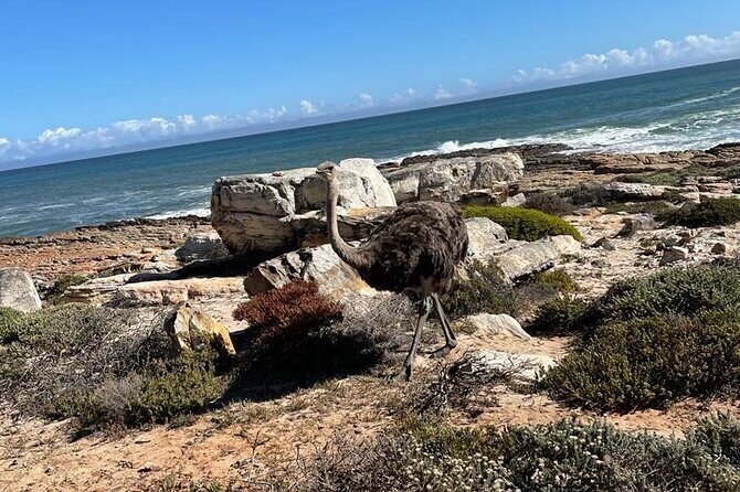 Private Tour: Table Mountain Boulder's Beach Penguin Cape Point - Chapman’s Peak Drive: Scenic Road, Weather and Rock-Fall Reality