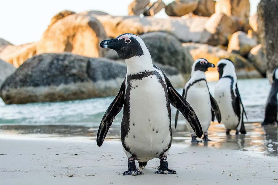 Private Tour: Table Mountain, Penguins Colony & Cape Of Good - Chapmans Peak Drive: ocean cliffs with built-in breaks
