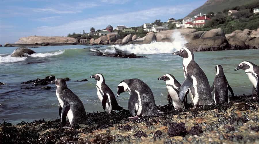 Private Tour: Table Mountain, Penguins Colony & Cape Of Good - Cape of Good Hope: where the oceans meet (and wildlife can show up)