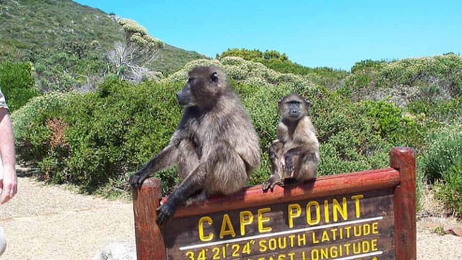 Private Tour: Table Mountain, Penguins Colony & Cape Of Good - Table Mountain cable car: views, timing, and the weather twist