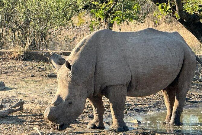 Private Tour to Aquila Game Reserve in Cape Town - see the Big5 - Aquila Game Reserve from Cape Town: why this Big 5 day feels worth it